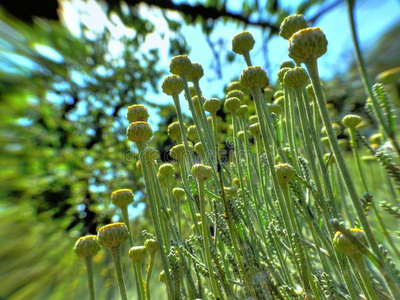 从野生植物的地面上看