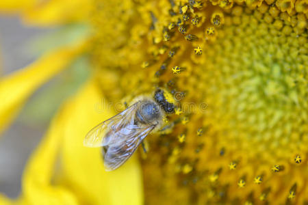 特写蜜蜂在向日葵上工作