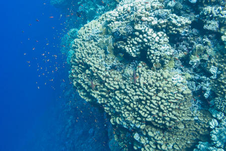 珊瑚礁有多孔珊瑚和外来鱼类安提亚斯在热带海底