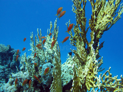 热带海底有大黄火珊瑚和鱼类的珊瑚礁