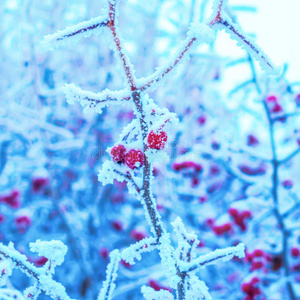 在霜冻中被雪覆盖的树枝和红色的浆果