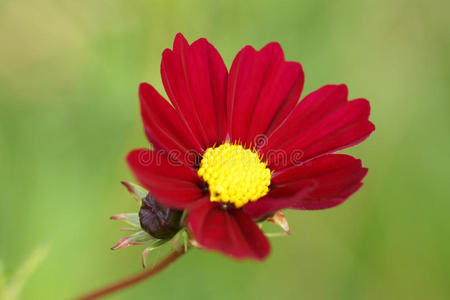 花园里的红花。