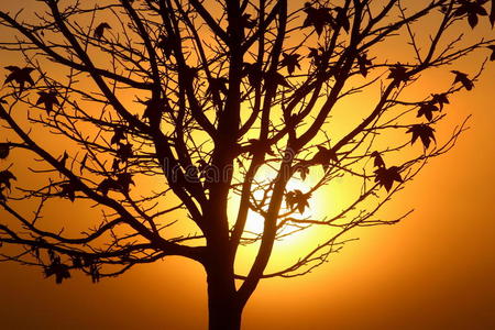 日出时树的轮廓