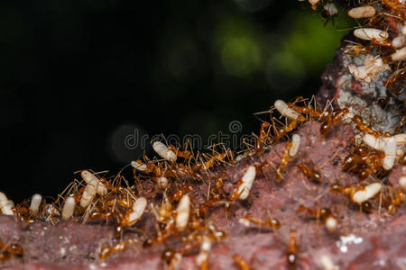蚂蚁带着蛋