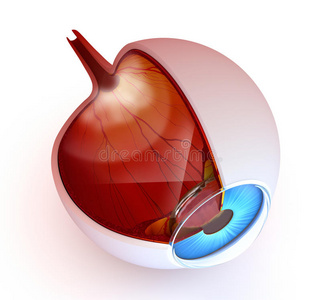 眼睛解剖白色的内部结构