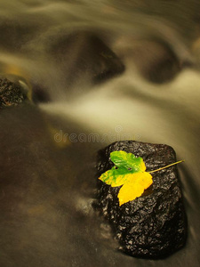 黄绿的死亡枫叶在溪流中。秋天的弃儿在潮湿的苔藓石上，在冰冷模糊的溪水里