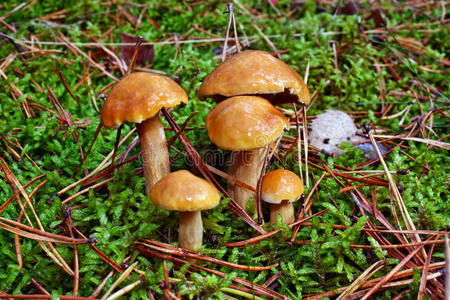 波文氏蘑菇