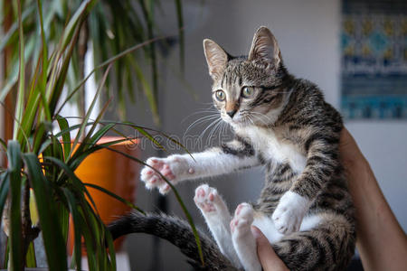 在室内玩耍的小灰色宠物小猫