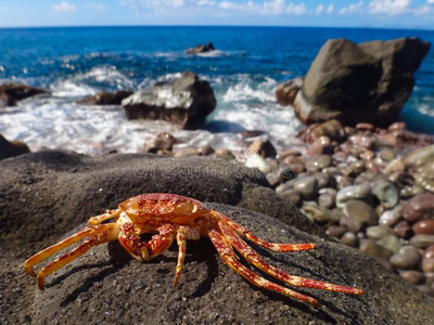 螃蟹在海边的岩石上
