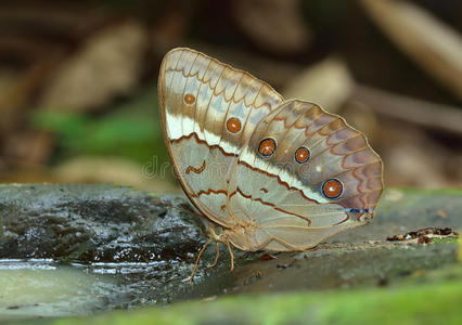 蝴蝶柬埔寨丛林女王，泰国