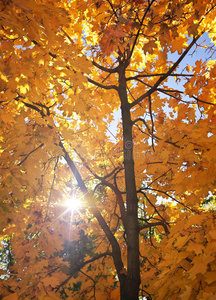 秋林中阳光明媚的树枝