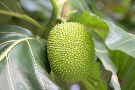 绿色阿纳斯塔西亚花美丽的绿色面包果.照片