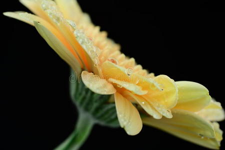 五彩缤纷的非洲菊和水滴