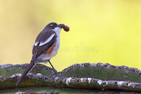 财政伯劳lanius collaris