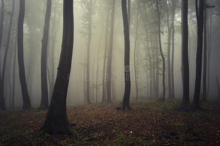 秋雾神秘森林