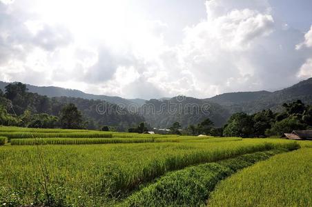 水稻梯田