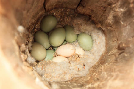 早餐配料鹦鹉孵化图尔杜斯·皮拉里斯,菲尔德费muskovy 鸭关闭苍鹭用