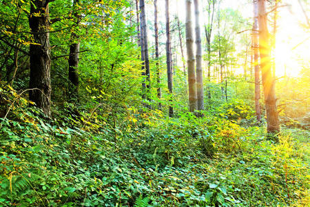 阳光灿烂的森林