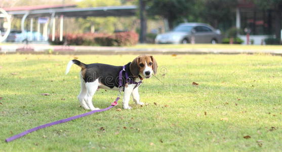 小猎犬