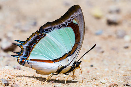 印度黄斑蝶照片