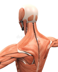 背部肌肉解剖学