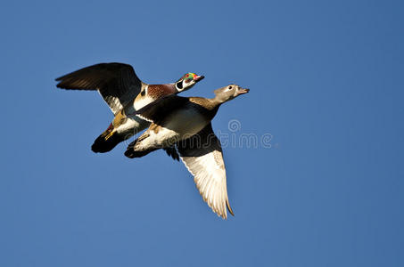 在蓝天上飞翔的木鸭