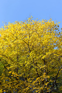 森林里五彩缤纷的秋树