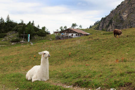 动物 山谷 徒步旅行 旅行 假期 旅游业 蒂罗尔 美洲驼