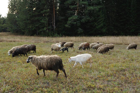 放牧绵羊和山羊
