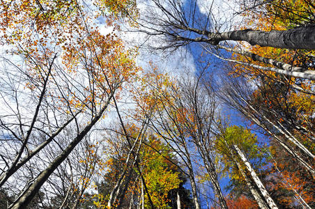 森林中的秋天的树冠
