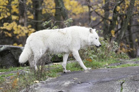 森林环境中孤独的北极狼