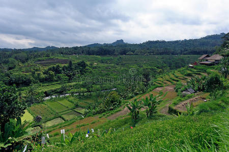 巴厘岛稻田丛林景观