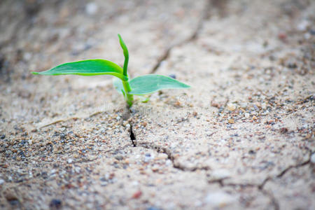 在裂缝中生长的植物图片