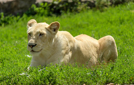 青草上的白母狮