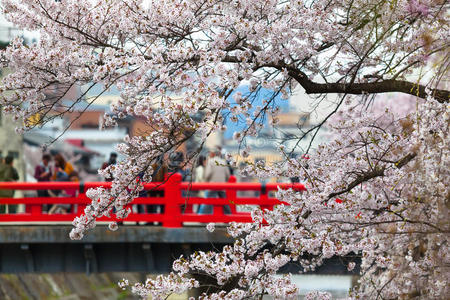 樱花季节之旅