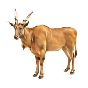 非洲常见的大羚羊牛头羚羊羚羊