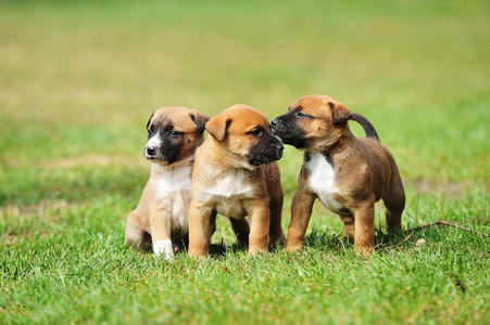 小狗比利时牧羊犬马利诺摄影图