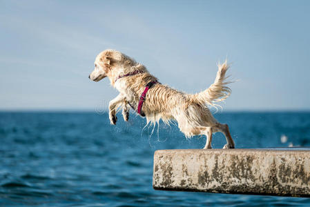 金毛猎犬跳海