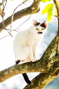 白猫躺在树上