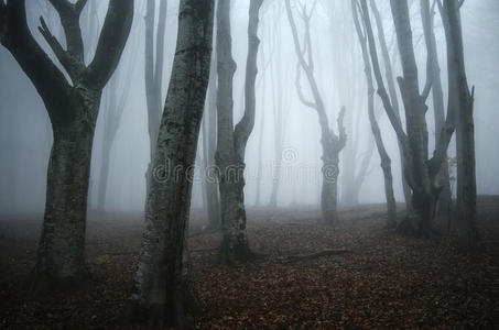 恐怖森林图片