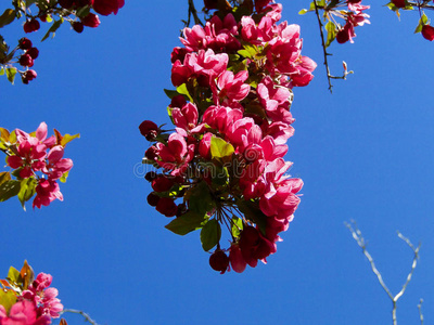 盛开的海棠树