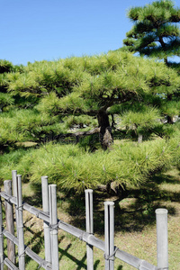 日本盆景松树