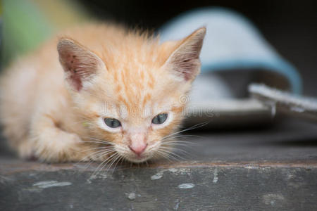 可爱的小猫宝宝。