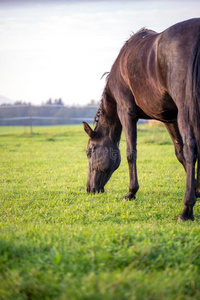一匹棕色的马在郁郁葱葱的草地上吃草