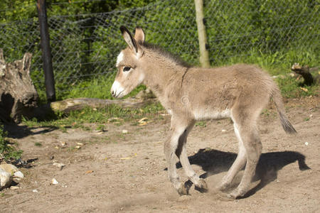 小驴任性的孩子婴儿哭,任性,拒绝吃小驴孩子们的卡通农场动物.