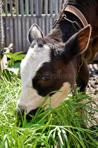 小牛吃青草