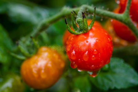 雨后的西红柿