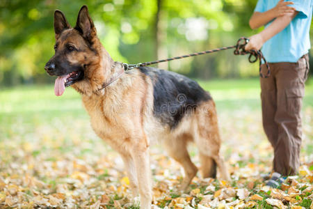 公园里有只德国牧羊犬的孩子