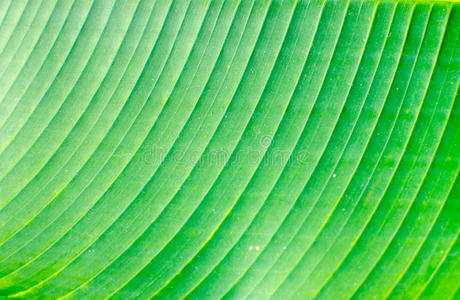 绿色棕榈叶的线条和纹理