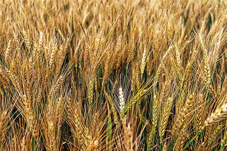 小麦背景4